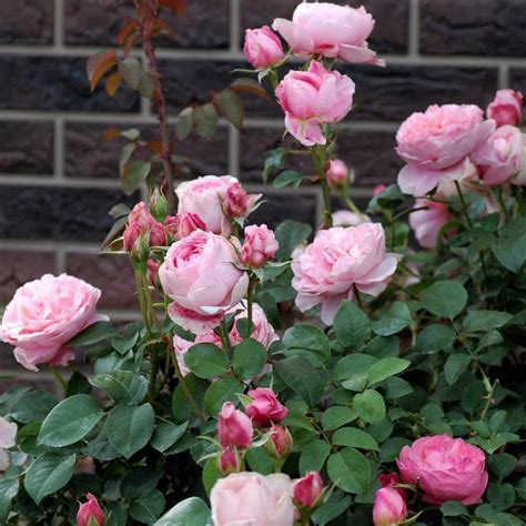 dames de chenonceau floribunda rose famous roses