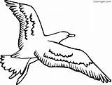 Albatross Flying sketch template