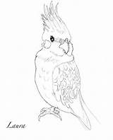 Cockatiel Pages Coloring Realistic Drawing Printable Adults Kids sketch template