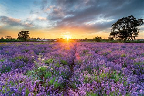 uk lavender fields  farms  wanderlust