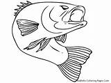 Walleye Fish Coloring Drawing Getdrawings sketch template