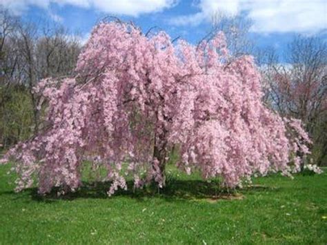 weeping cherry tree seeds  planting  seeds highly prized