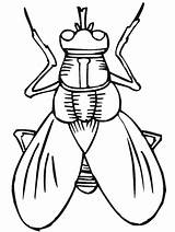 Bugs Printable Insects Clipart Cliparts Library Colouring Fly sketch template