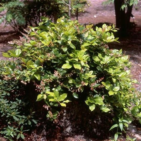 50 Gaultheria Shallon Salal Lemon Leaf Seeds