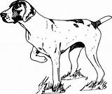 Pointer Shorthaired Lab Redbone Coonhound sketch template