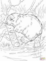 Coloring Beaver River Eurasian Pages Bank Printable Supercoloring Beavers Wood Animal Bever Drawings Drawing Patterns Castor Burning Farm Color Crafts sketch template