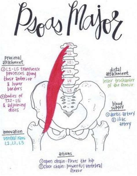 Psoasexercises Muscle Anatomy Medical Anatomy Yoga