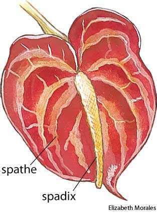 spathe dictionary definition spathe defined