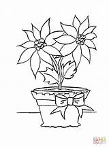 Coloring Pages Christmas Flower Printable sketch template