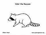 Coloring Raccoon Exploringnature sketch template