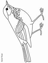 Coloring Pages Animals Bird Drawings Meadowlark Advertisement Western Birds Coloringpagebook sketch template