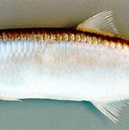 Image result for Lycengraulis grossidens. Size: 183 x 120. Source: fishbiosystem.ru