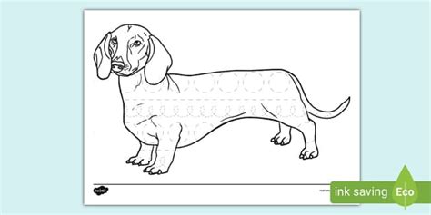 sausage dog colouring sheet primary resources twinkl