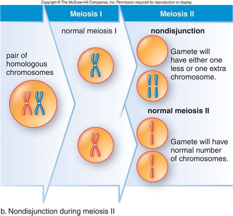 Module 2 Part C Cell Division And Reproduction Meiosis Biology