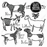 Vector Goats Illustration Goat Nubian Drawing Breeds Sketch Drawn Hand Style Cattle Getdrawings sketch template