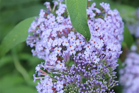 handcrafted life butterfly bush