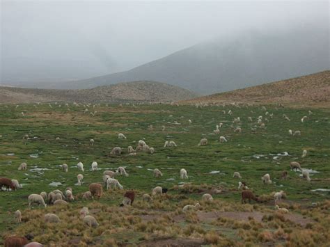 alpacasllhamas pelo caminho natalia natsumy flickr