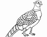 Coloring Pheasant Birds Coloringcrew Pages sketch template