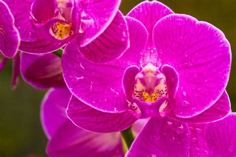 Purple Orchids Types Orchid Flowers Violet Color Flowers