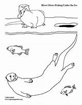 Coloring Otters Fishing Ice Under River sketch template