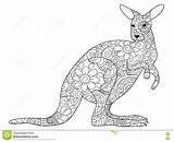 Kangaroo Coloring Adults Adult Book Vector Zentangle Animal Dreamstime Illustration Preview sketch template