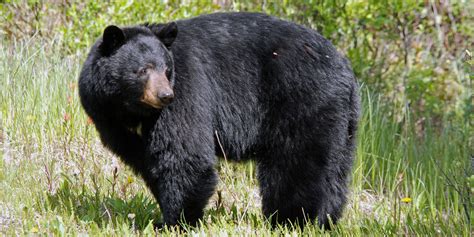 drunk  chasing bears  strongly  advised police warn