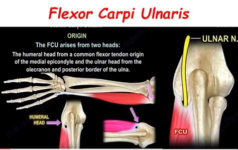 anatomy  flexor carpi ulnaris orthopaedicprinciplescom
