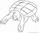 Coloring Turtle Snapping Pages Animals Coloringpages101 Turtles Kids Color Printable Reptiles sketch template