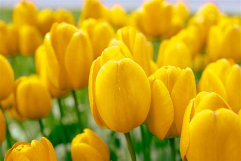yellow tulips photo  motosha  stock