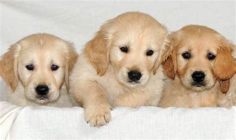 guide dog puppies   national breeding centre nature news expresscouk