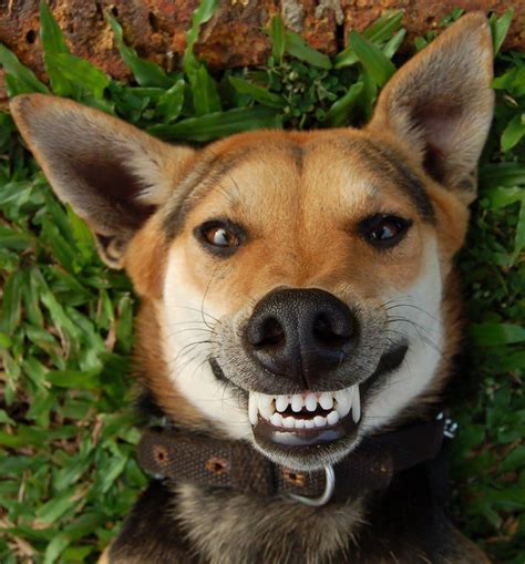 happy doggies  smiling  ear  ear