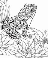 Frogs sketch template