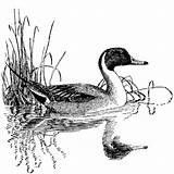 Pintail sketch template