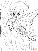 Coloring Pages Owl Elf Printable Color Realistic Owls Snowy Flying Kids Drawing Print Categories Comments Template sketch template