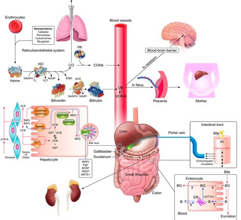molecular physiology  pathophysiology  bilirubin handling   blood liver intestine