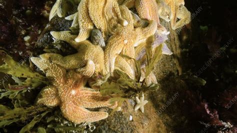 common starfish stock video clip  science photo library