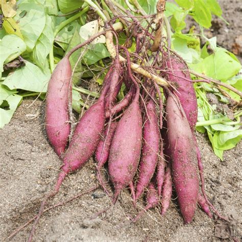 growing sweet potatoes   grow sweet potatoes