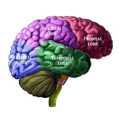 Guide To Basic Brain Anatomy Learn The Parts Of The Brain