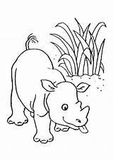 Rhino Neushoorn Kleurplaat Volwassenen Rhinoceros Rhinocéros Dieren Hugolescargot Partager sketch template