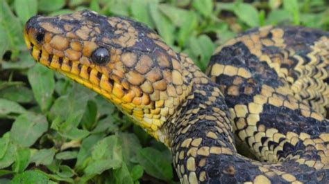 rare boa discovery thrills scientists    weather channel
