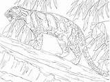 Clouded Pantera Lampart Leopards Kolorowanka Otter Drzewie Supercoloring Animal Drukuj Stojąca sketch template