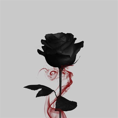 artstation  black rose