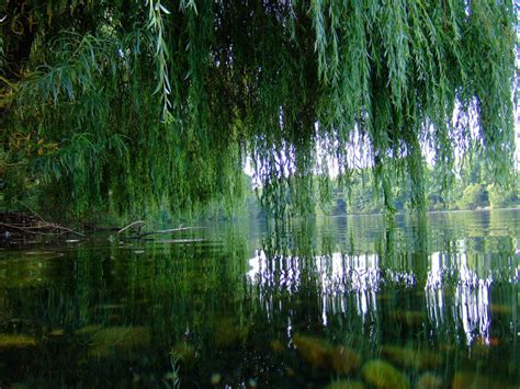 removing willow trees  save mudfish metronews