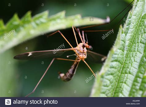 gnat high resolution stock photography  images alamy