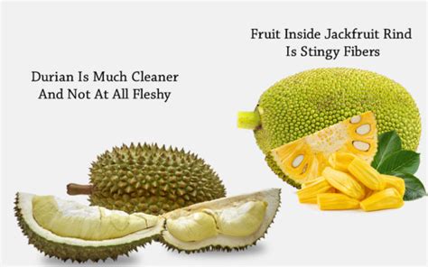 difference  durian  jackfruit  xxx hot girl