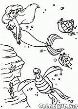 Ariel Sebastian Colorkid Malvorlagen Sereia Tortuga Meerjungfrau Krabbe Sirenita Eigentums Neptun Sucht Neptune Sirenetta Principe Linguado Coda Gambe Caballitos sketch template