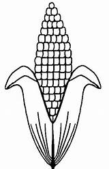 Corn Cob Coloring Pages Drawing Stalks Field Indian Clipartmag Popular Clipart sketch template