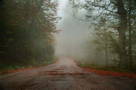 photo  foggy road  trees  stock photo