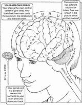Nervous Dover Spine Doverpublications Psychology Psu Humano sketch template