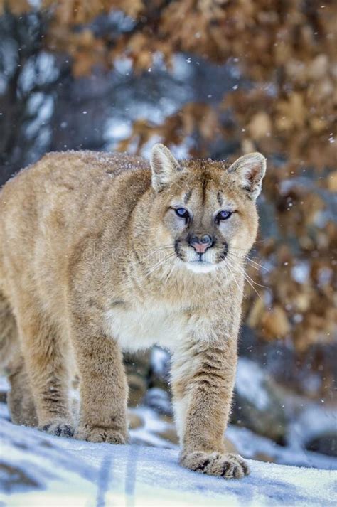 Cougar Portrait In Snow Stock Image Image Of Lion Snow 211974607